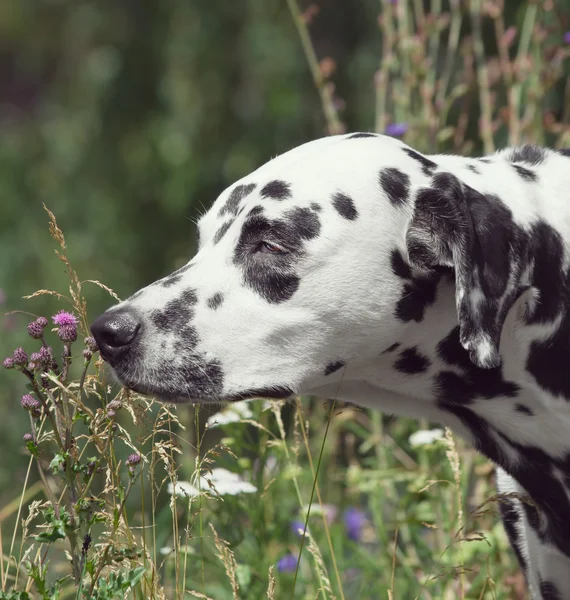 Ritratto tonico di un simpatico cane dalmata che annusa il fiore — Foto Stock