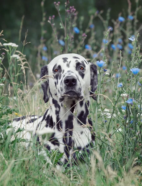 Toned retrato de um cão bonito dalmatian que coloca no campo de fl — Fotografia de Stock