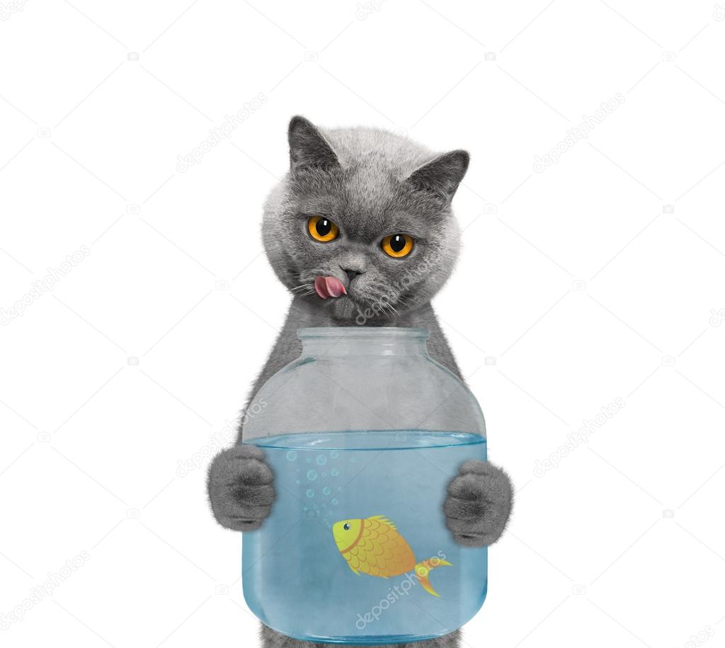 Gatto Sta Andando A Mangiare Il Pesce Da Parte Delle Banche Dell