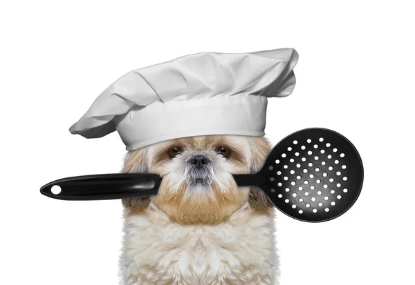 Cão chef segurando uma colher em sua boca — Fotografia de Stock