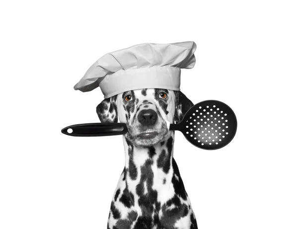 Cão chef segurando uma colher em sua boca — Fotografia de Stock