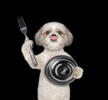 Köpek yemek için bekliyor 