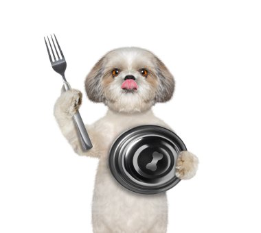 Köpek yemek için bekliyor 