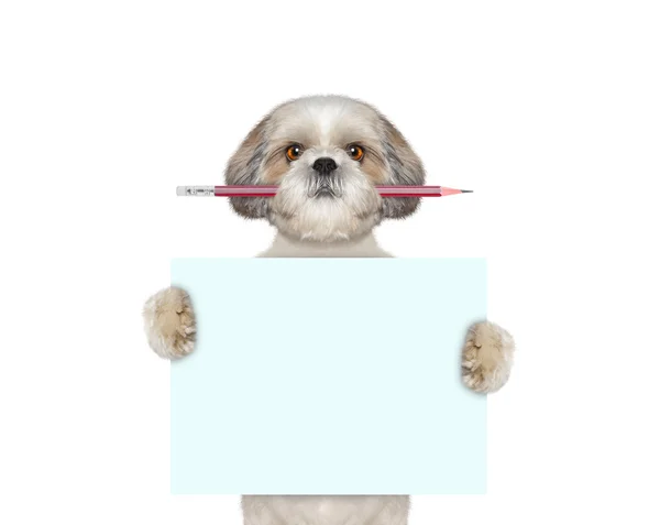 Σκύλος που κατέχουν κόκκινο μολύβι και κενό — Φωτογραφία Αρχείου