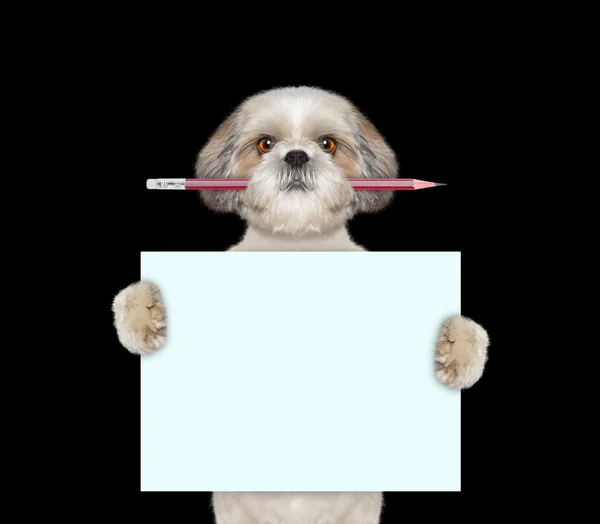 Dog holding red pencil and blank — Stock Photo, Image