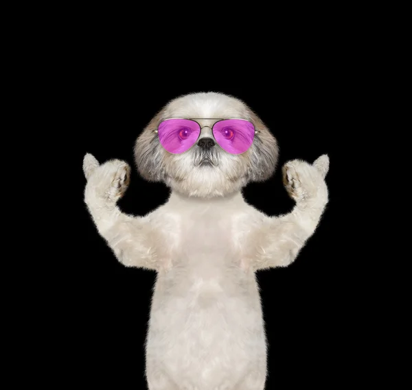 Pies w okularach Wyświetlono kciuk w i z zadowoleniem przyjmuje — Zdjęcie stockowe