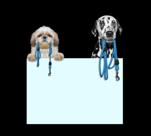 Two dogs want to go for a walk — Stock Photo, Image