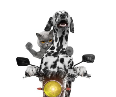 mutlu köpek ve kedi motorsikletle gezmek 