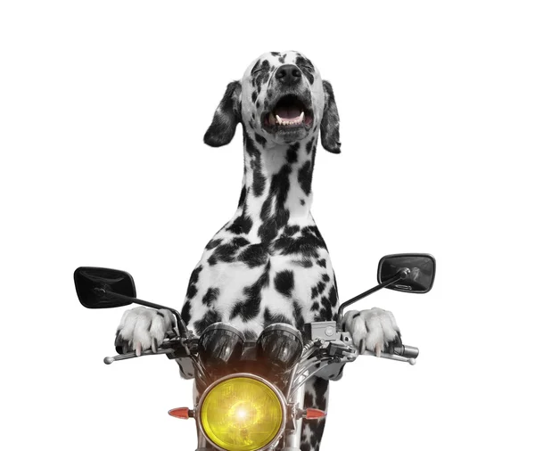 Ευτυχισμένος σκύλος βόλτες με μοτοσικλέτα — Φωτογραφία Αρχείου