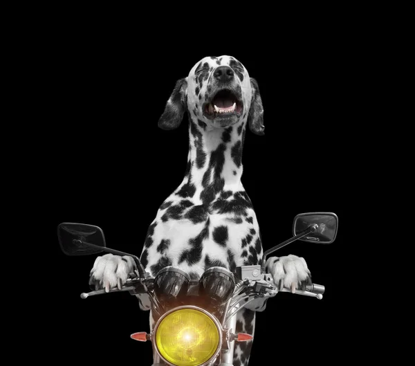Glücklich Hund fährt auf einem Motorrad — Stockfoto