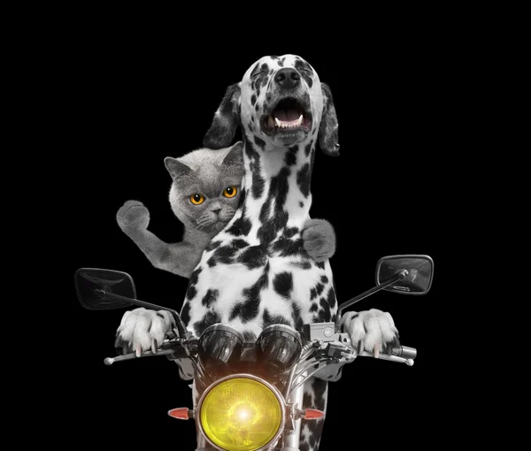 Passeio feliz cão e gato em uma motocicleta — Fotografia de Stock