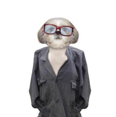 sokak ve evsiz köpek ev ve sahibi için arıyorsunuz