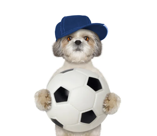Собака в шапці з м'ячем — стокове фото