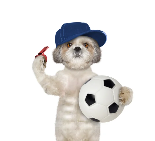 Chien avec une balle et un sifflet — Photo