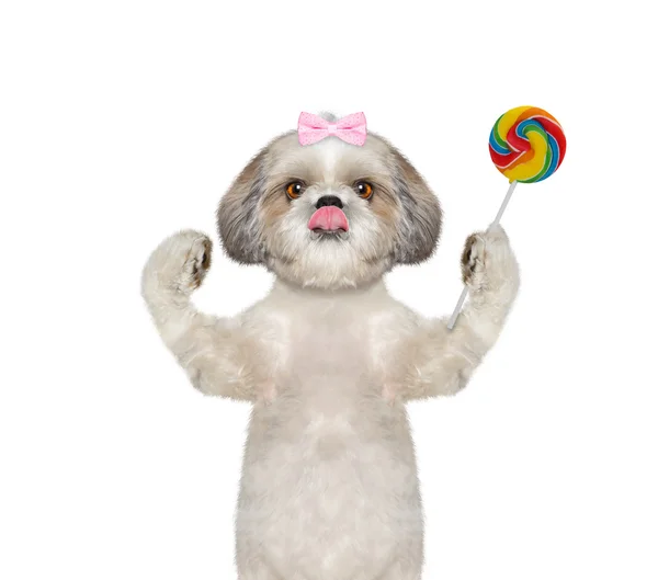 Candy lollypop licking dog — Stock Photo © damedeeso 13850489