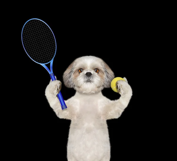 Bel cane sta andando a giocare a tennis — Foto Stock