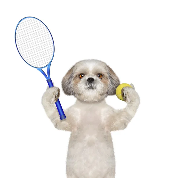 Όμορφο σκυλί πρόκειται να παίξω Τένις — Φωτογραφία Αρχείου