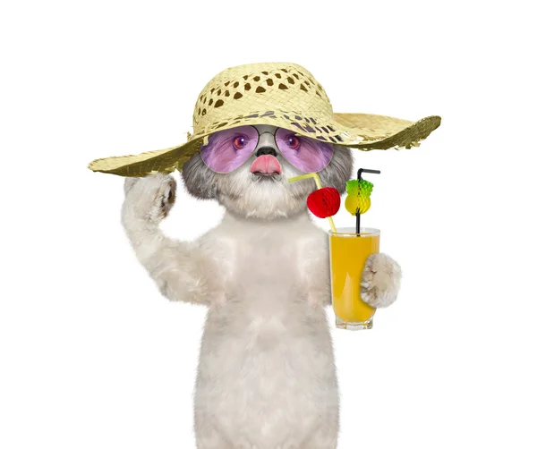 Dog has a summer holiday with a glass of cocktail — Stock Photo, Image