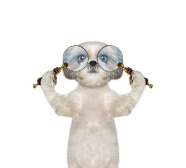 Sevimli köpek iki Büyüteç Büyüteç arıyor