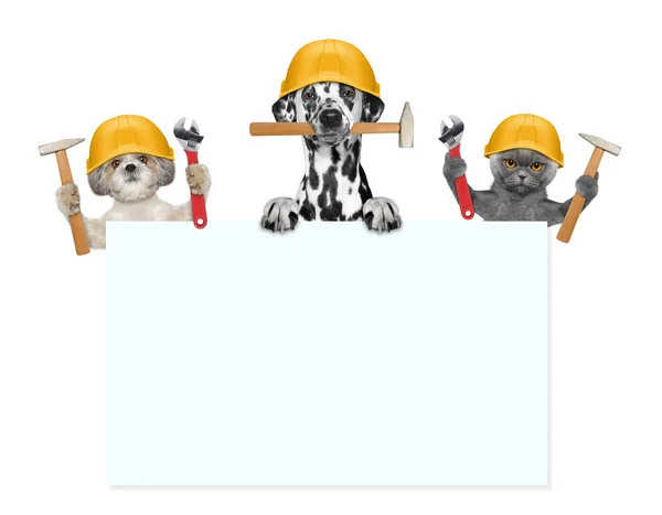Hund och katt byggare holding verktyg i sina tassar — Stockfoto