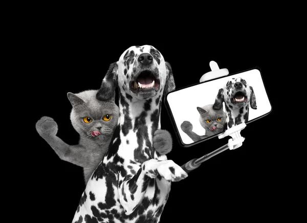 Cão e gato selfie fotografado no telefone — Fotografia de Stock