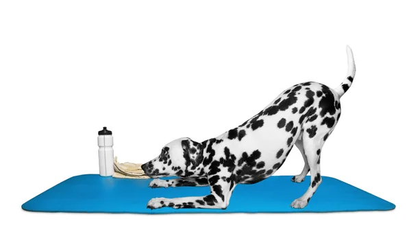 Yoga ya da pilates egzersiz yaparak köpek 