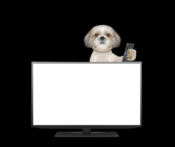 テレビを見ている犬がかわいい — ストック写真