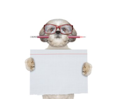 Sevimli köpek studend okul holding kağıt parçası 
