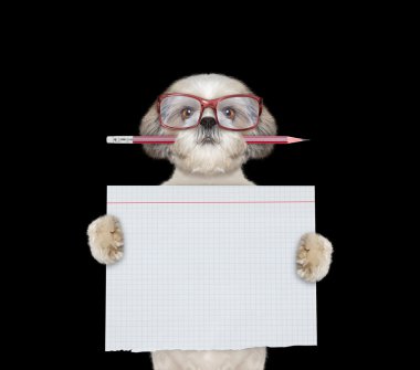 Sevimli köpek studend okul holding kağıt parçası