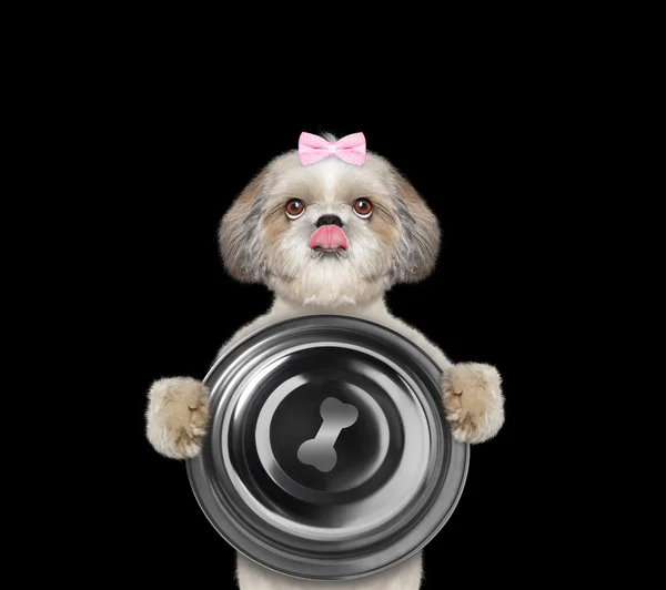 Ładny pies chce jeść i przytrzymaj misce--na białym tle — Zdjęcie stockowe
