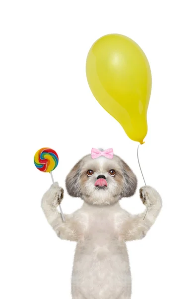 Mignon chien avec sucette de bonbons et ballon — Photo