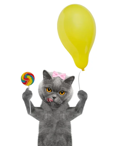 Aranyos macska édességet nyalóka és a léggömb — Stock Fotó