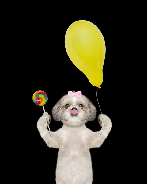 Mignon chien avec sucette de bonbons et ballon — Photo