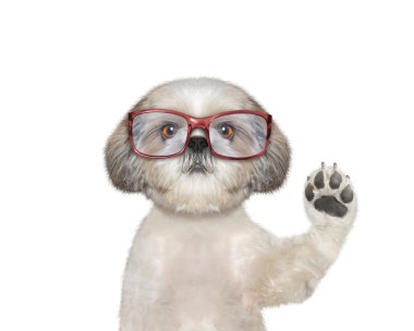 Kırmızı gözlüklü şirin köpek sizi tebrik 