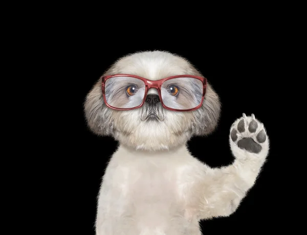 Pies w czerwone okulary jest Ci pozdrowienie — Zdjęcie stockowe