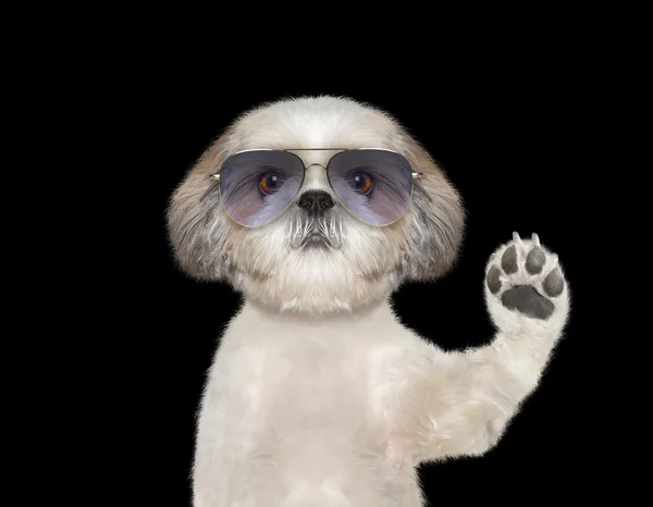 Mignon chien dans des lunettes vous salue — Photo