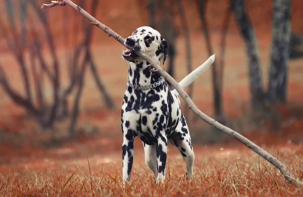 Χαριτωμένος σκύλος παίζει με το ραβδί — Φωτογραφία Αρχείου