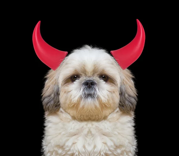 Cão bonito com chifres para o Halloween — Fotografia de Stock