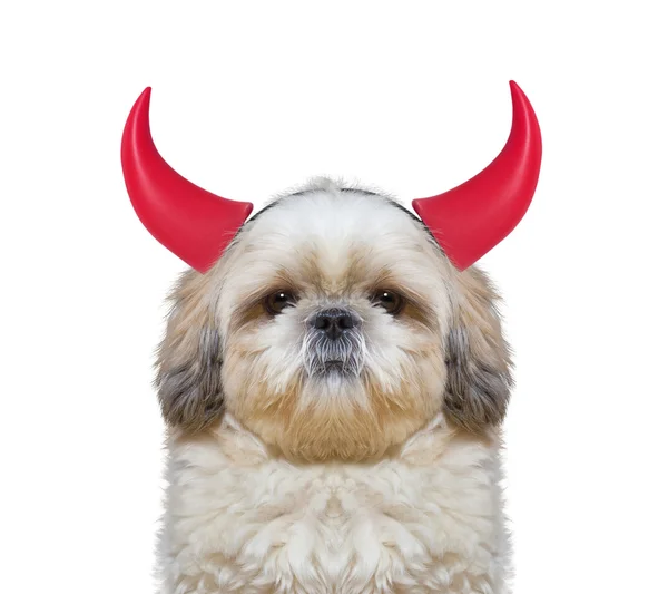 Lindo perro con astas para Halloween — Foto de Stock