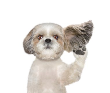 köpek dikkatle onun sahibine dinler 