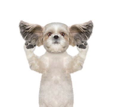 köpek dikkatle bazı garip sesler dinler 