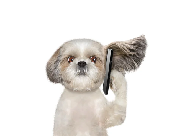 Собака разговаривает по мобильному телефону — стоковое фото