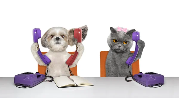 DoD ve kedi telefonları konuşuyorlar 