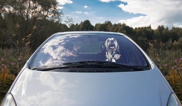幸せな犬が車を運転します。 — ストック写真
