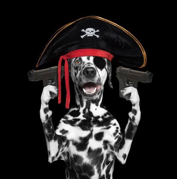 Cão em um traje de pirata segurando armas — Fotografia de Stock