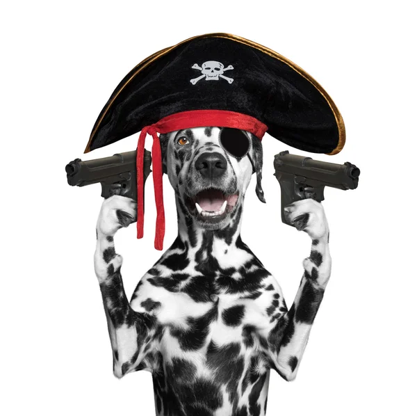 Chien en costume de pirate tenant des armes — Photo