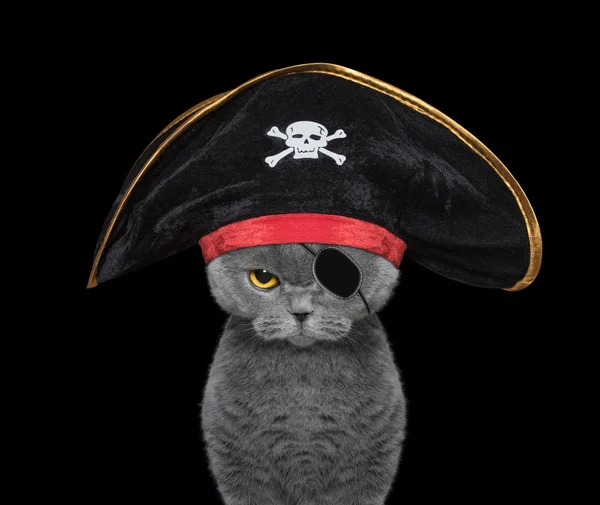 Carino gatto in un costume da pirata — Foto Stock