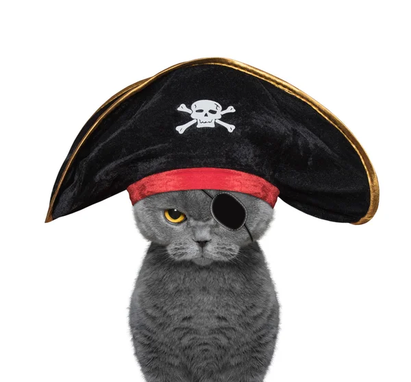 可爱的猫咪在海盗服装 — 图库照片