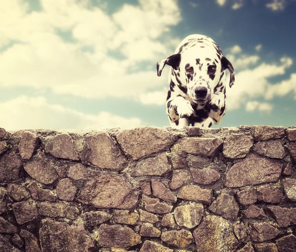 Cão feliz está pulando através da barreira — Fotografia de Stock