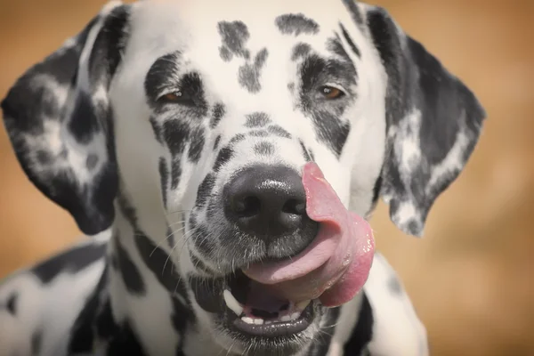 Retrato de um cão bonito dalmatian — Fotografia de Stock